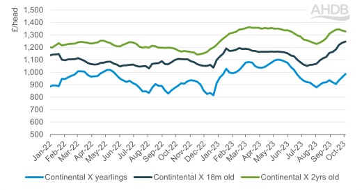 Chart showing weekly average store cattle prices in England and Wales